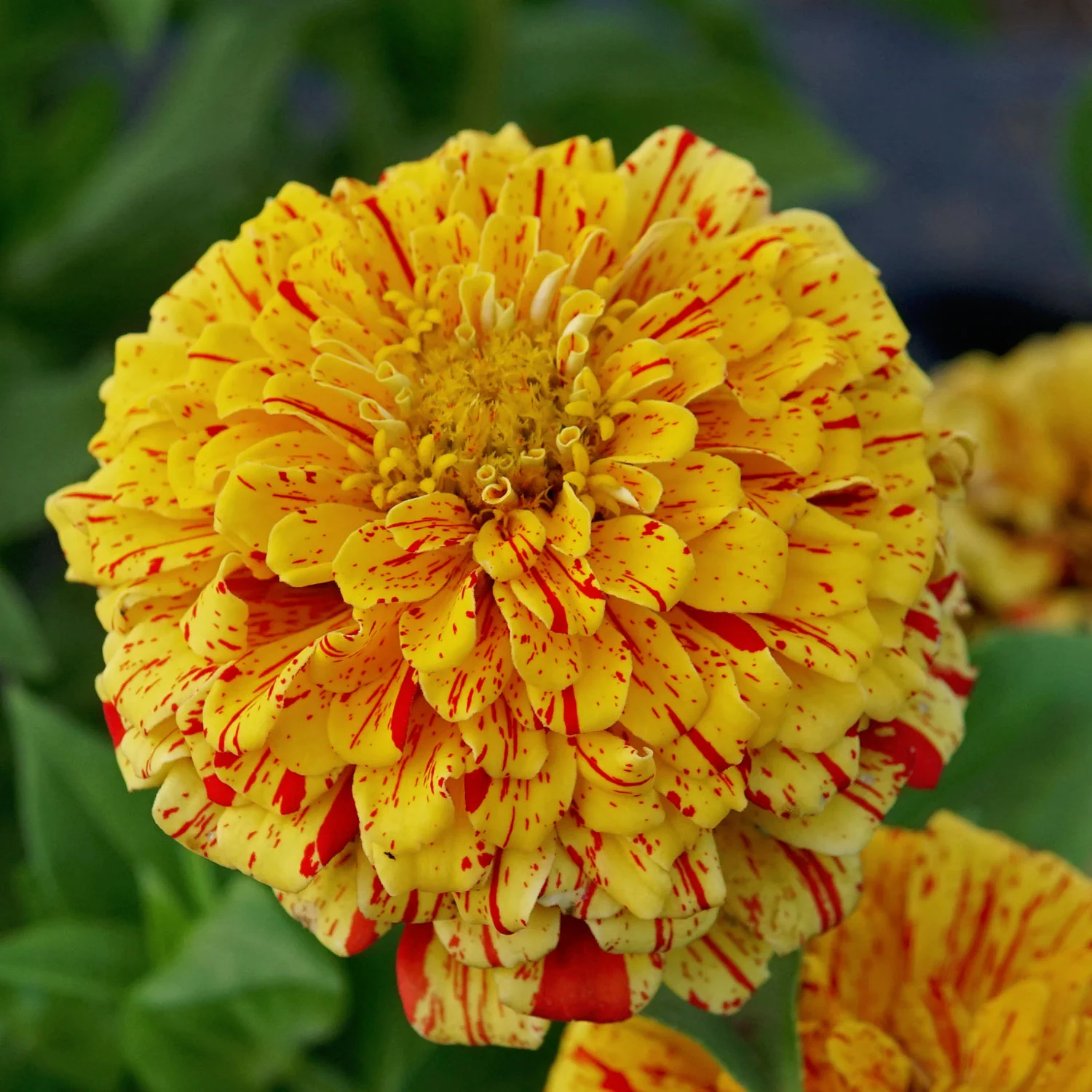 Peppermint Stick Zinnia - Image 7