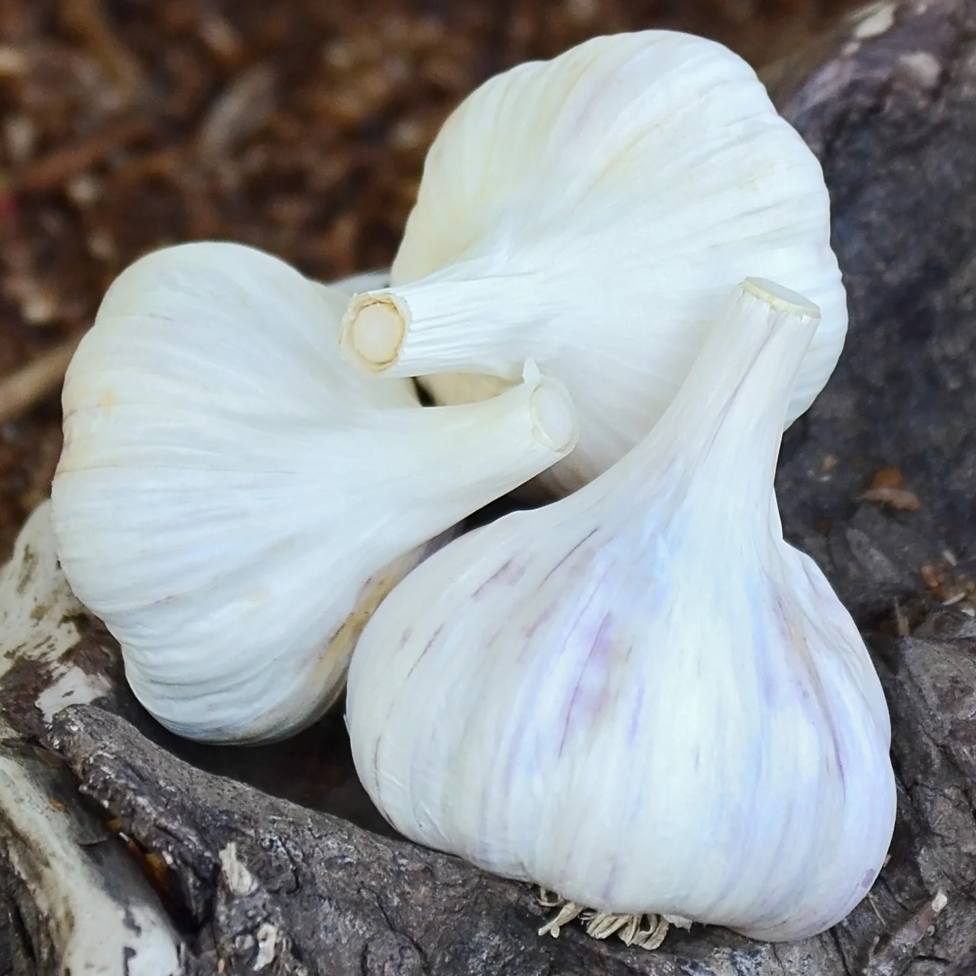 Persian Star Garlic - Image 3