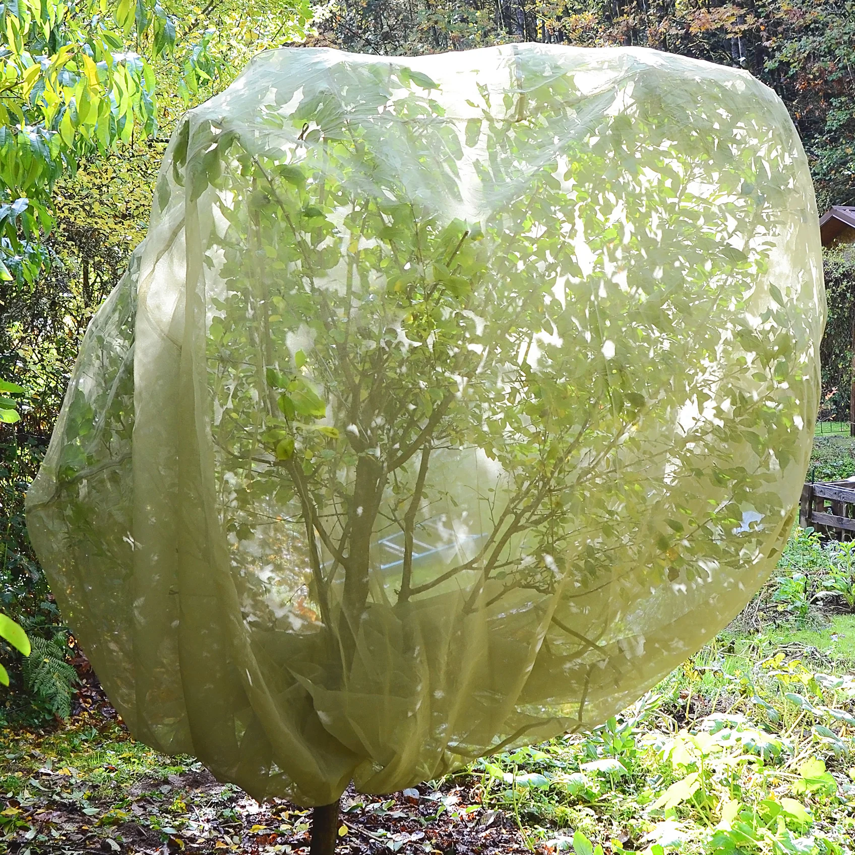 Fruit Tree Cover