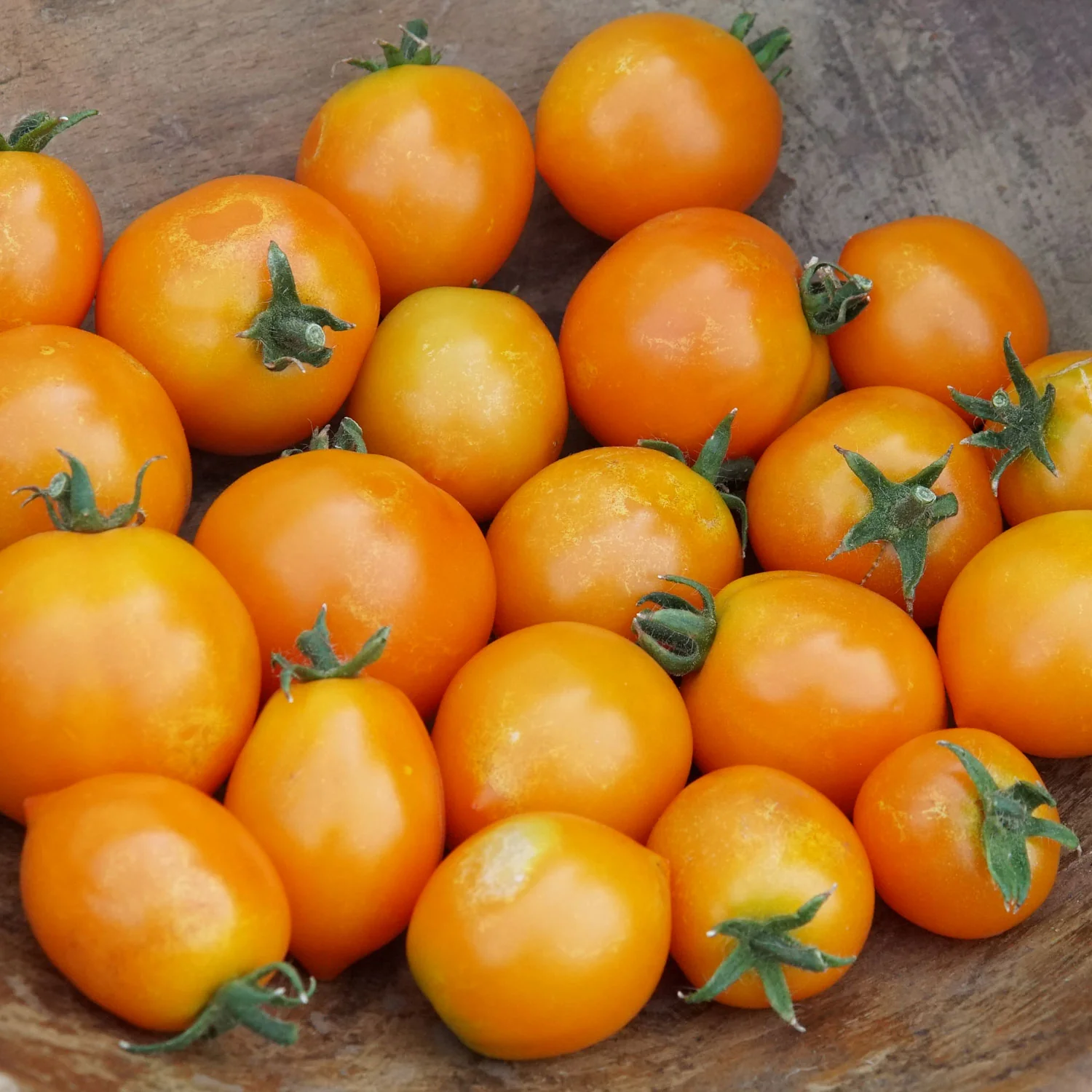 Pillar™ Catch Orange Tomato
