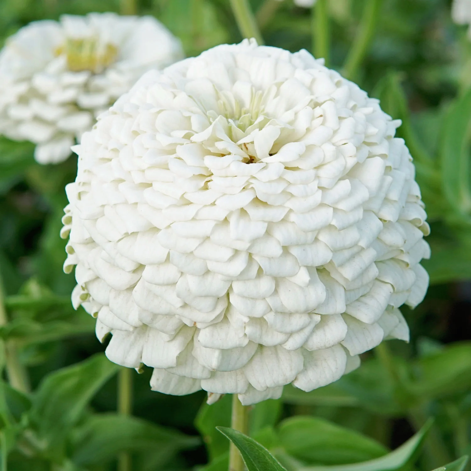 Polar Bear Zinnia - Image 2
