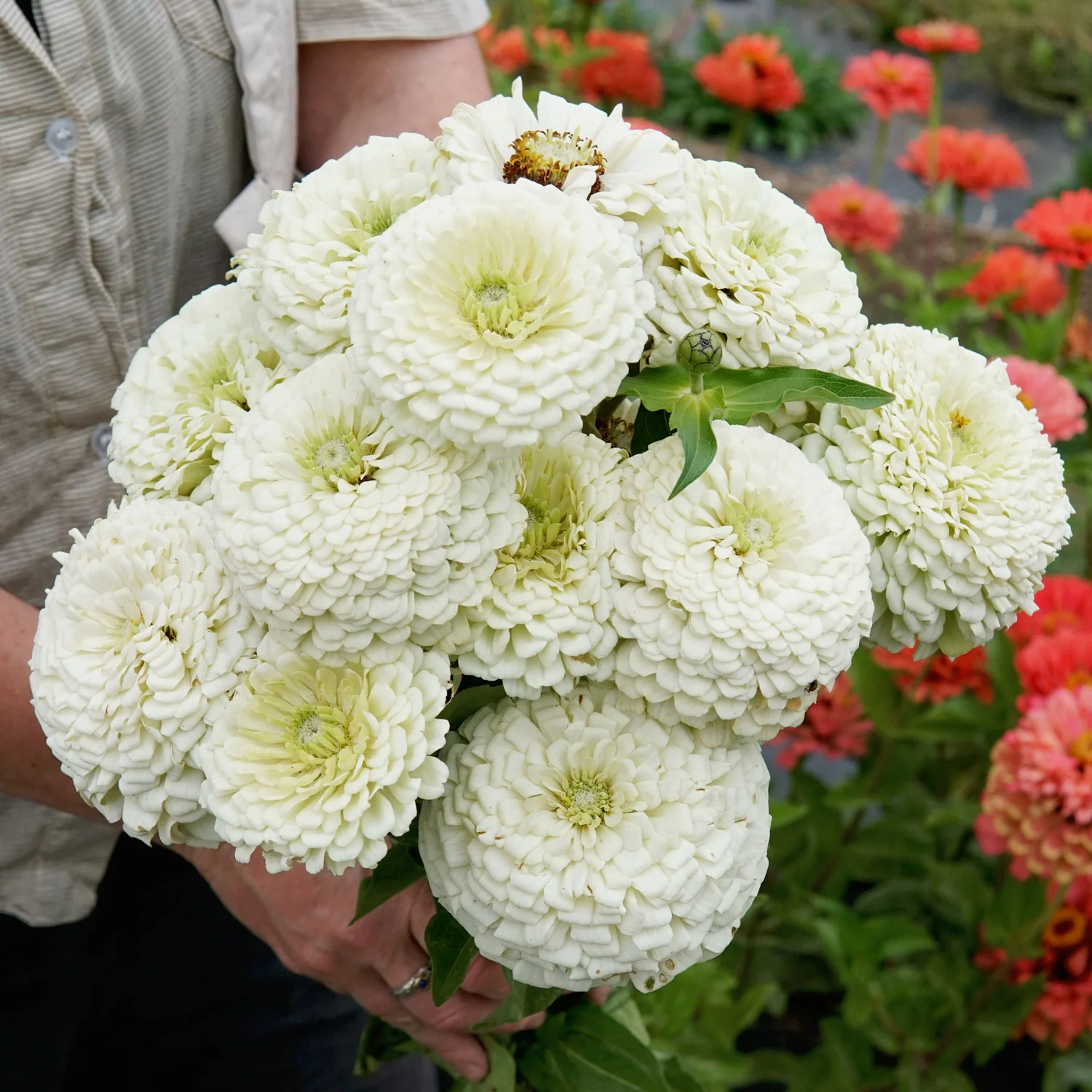 Polar Bear Zinnia - Image 4