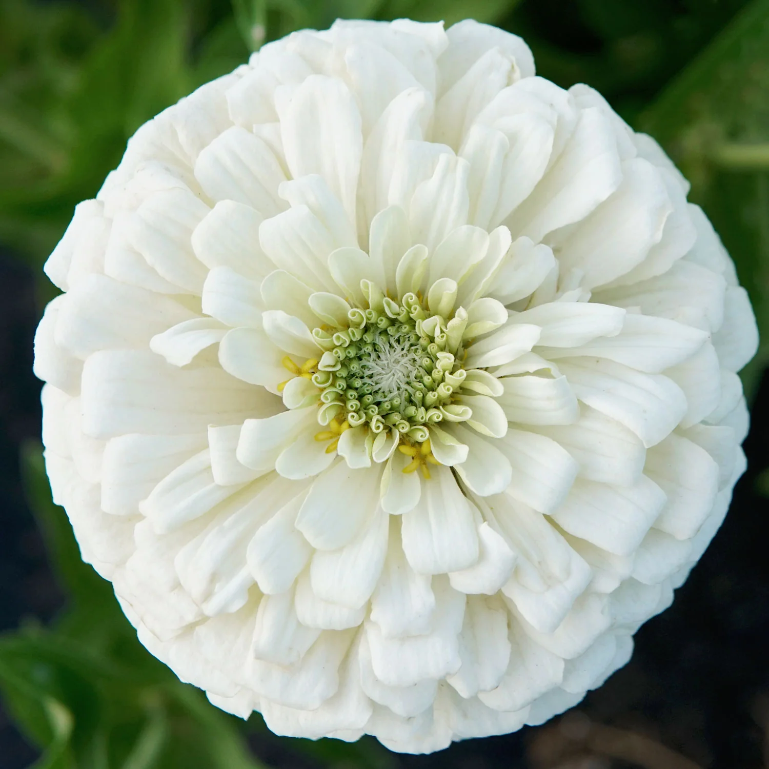 Polar Bear Zinnia - Image 5