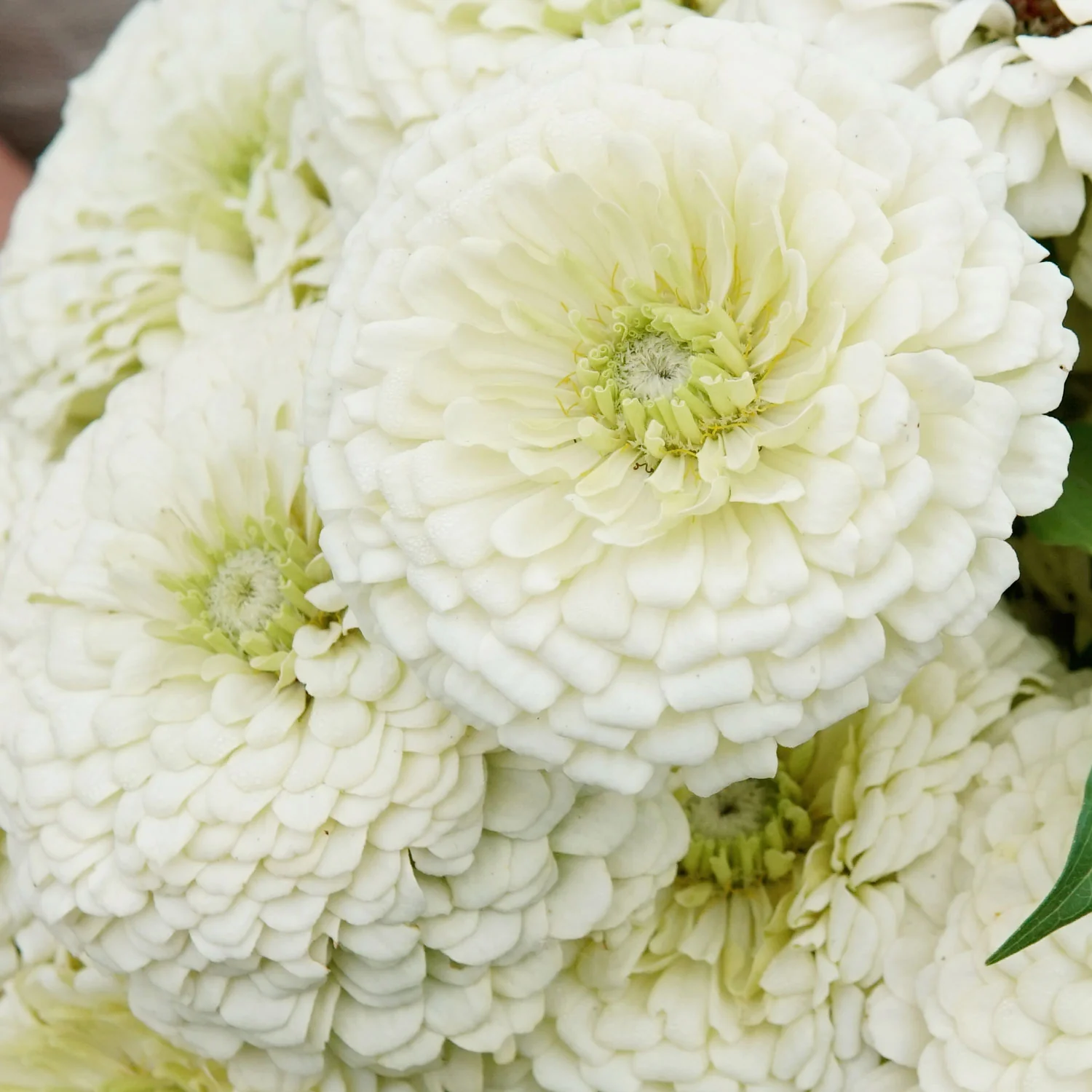 Polar Bear Zinnia - Image 6
