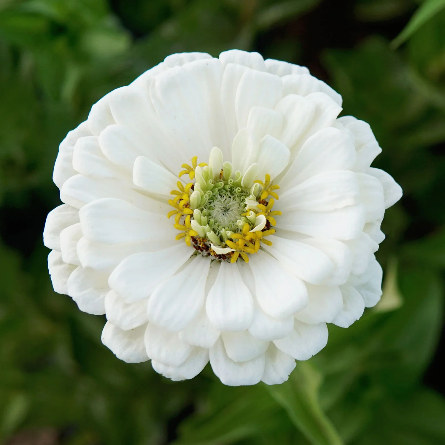 Polar Bear Zinnia - Image 7