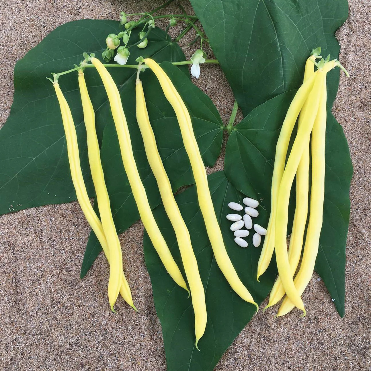 Sunshine Bean - Image 3