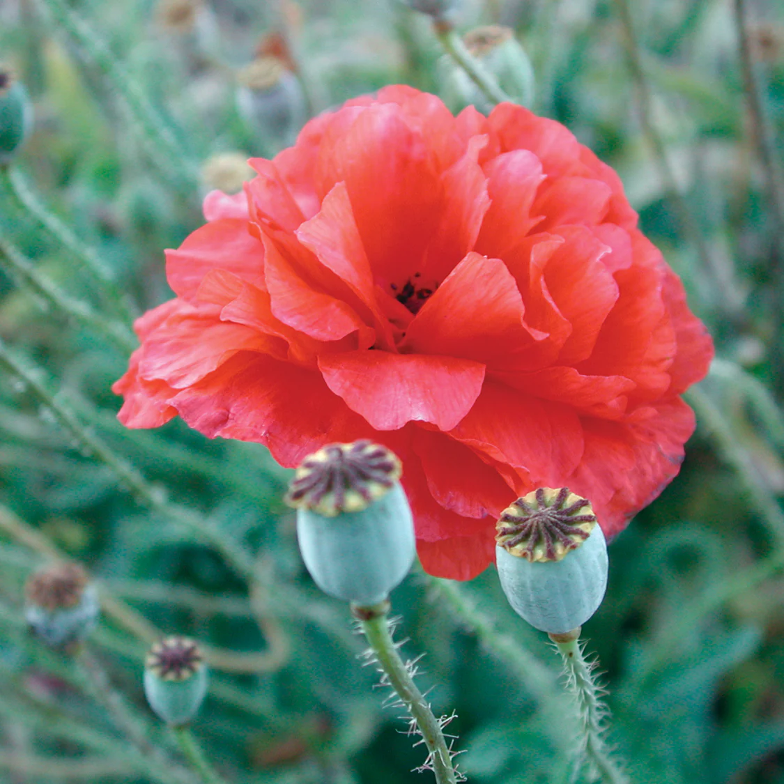 Shirley Double Poppy - Image 2