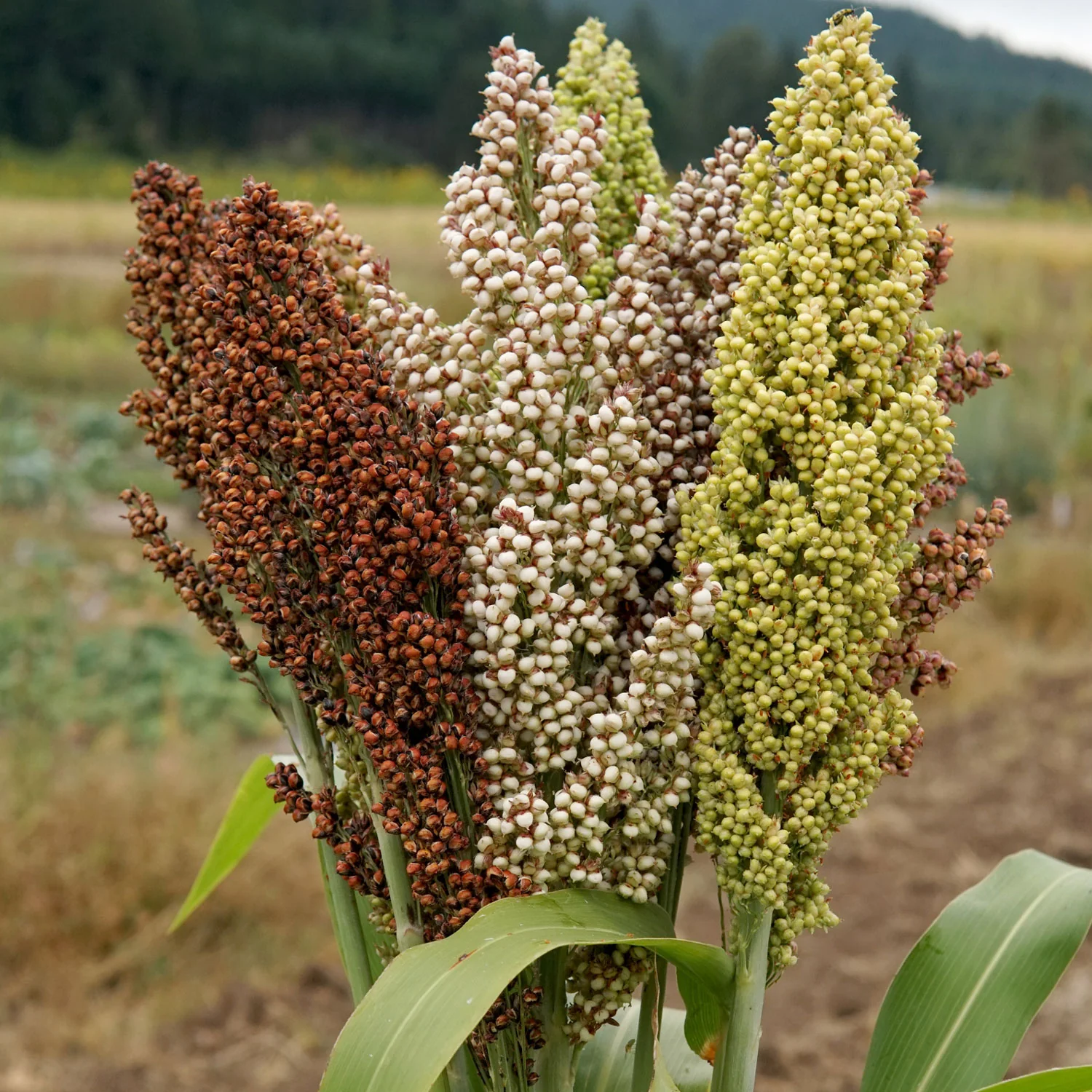 Prairie Pearls Mix Sorghum Grass - Image 2