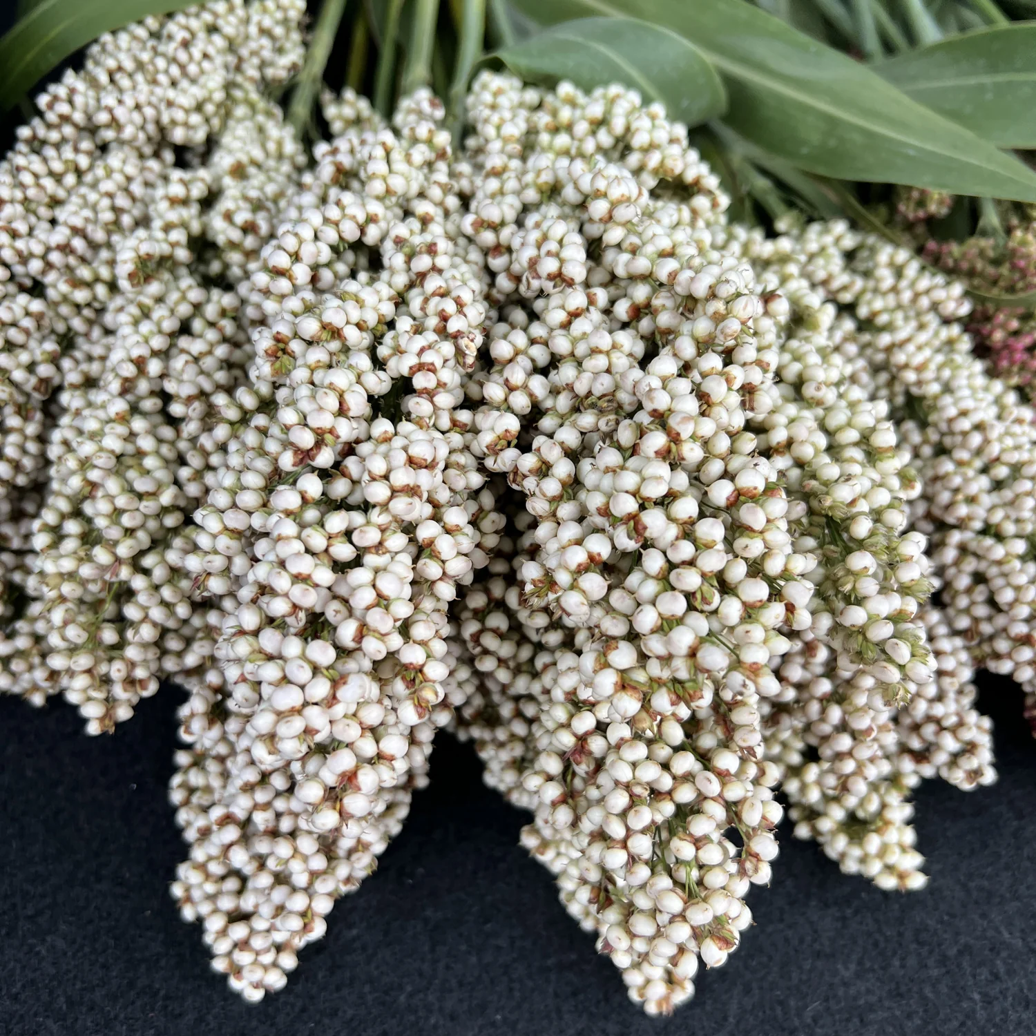 Prairie Pearls Mix Sorghum Grass - Image 7