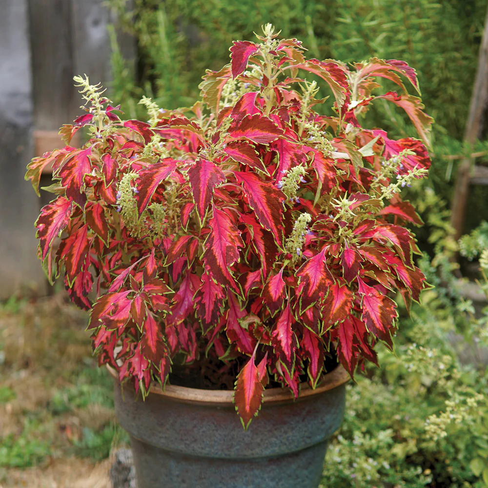 Premium Sun Coral Candy Coleus