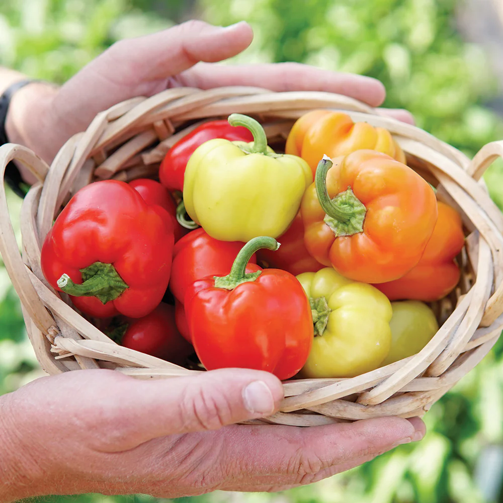 Prism Pepper