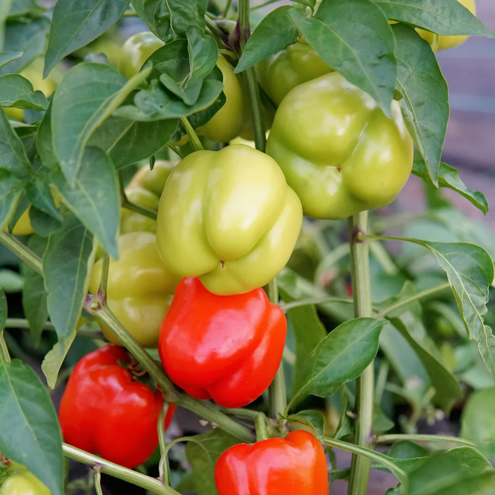 Prism Pepper - Image 2