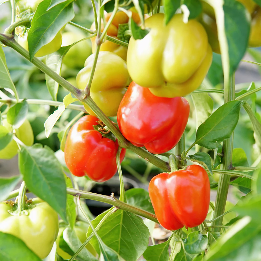 Prism Pepper - Image 3