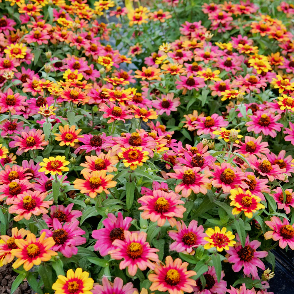 Profusion Red Yellow Bicolor Zinnia - Image 4