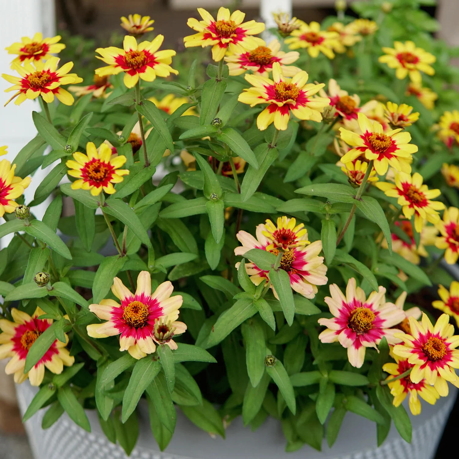 Profusion Red Yellow Bicolor Zinnia - Image 5