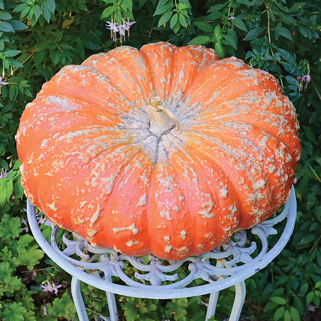 Cinderella (Rouge Vif D’etampes) Pumpkin - Image 2