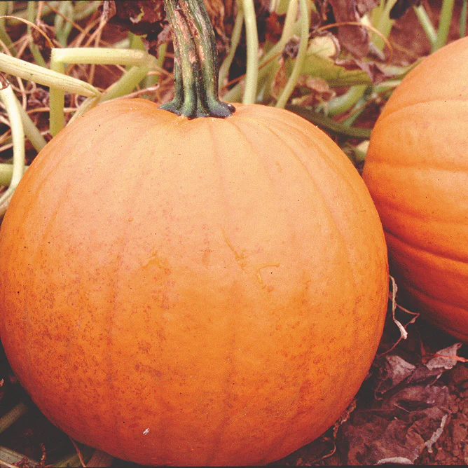 Howden Pumpkin - Image 2