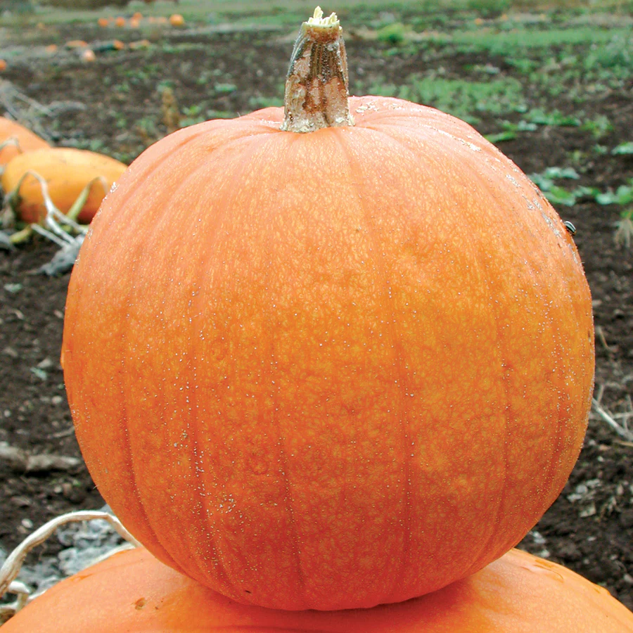 Small Sugar Pumpkin - Image 2