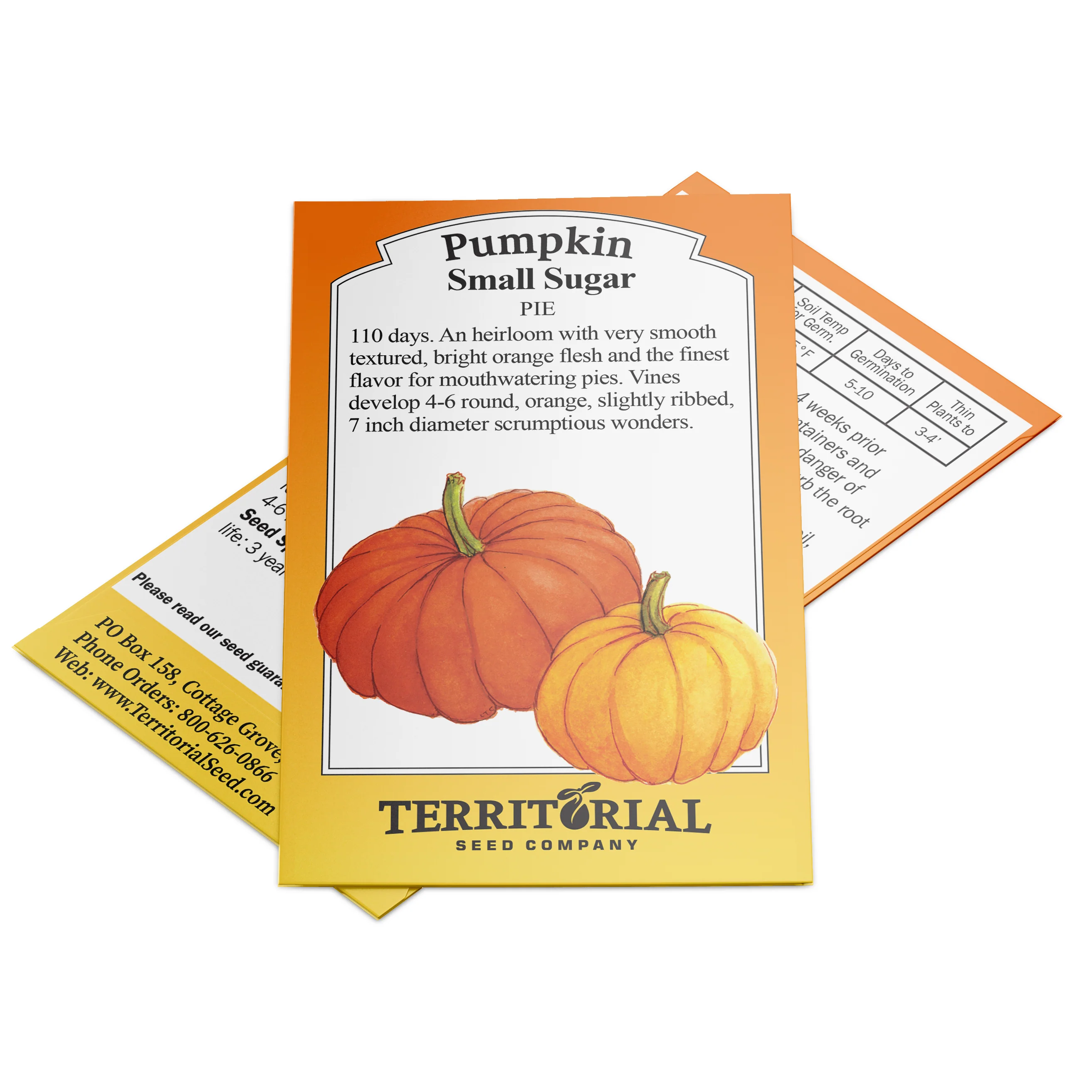 Small Sugar Pumpkin - Image 3