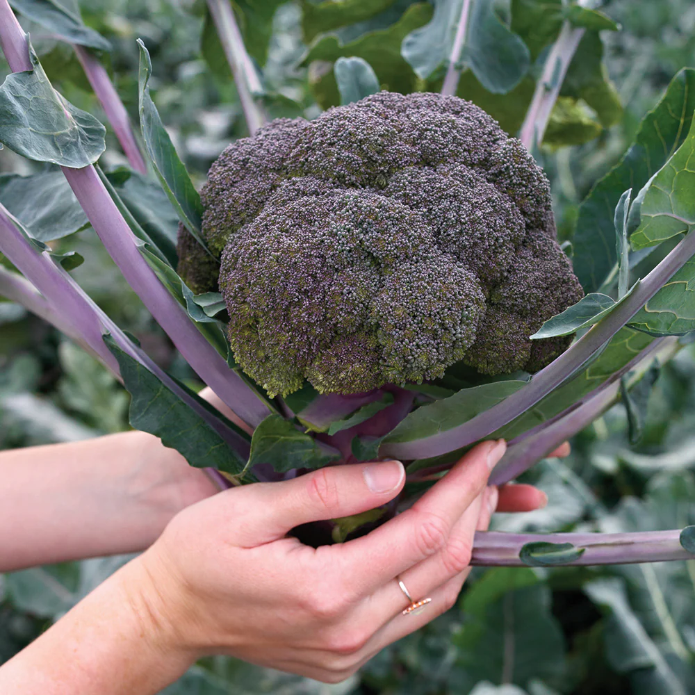 Purple Magic Broccoli