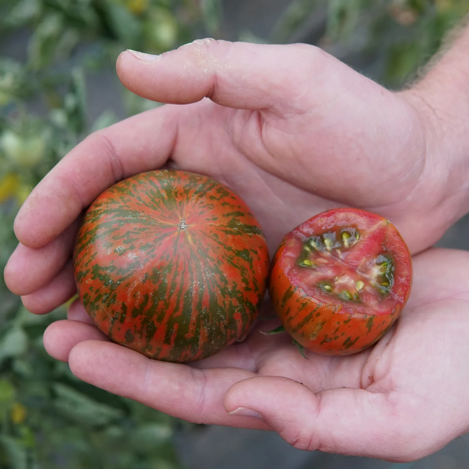 Purple Zebra Tomato - Image 3