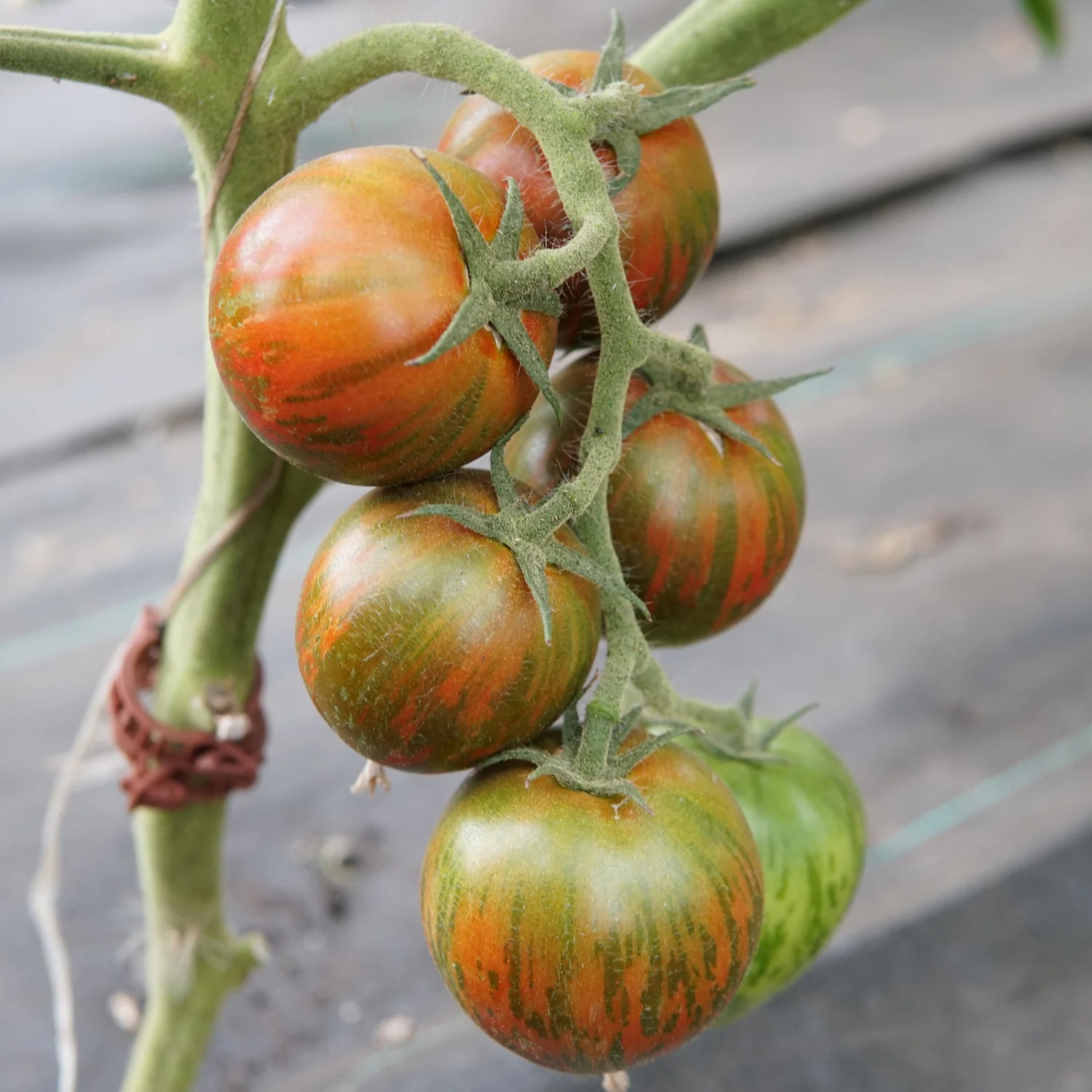 Purple Zebra Tomato - Image 4