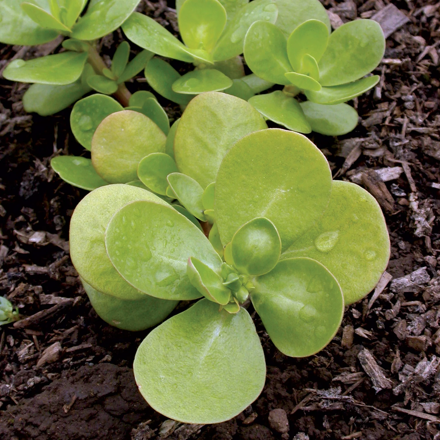 Golden Purslane