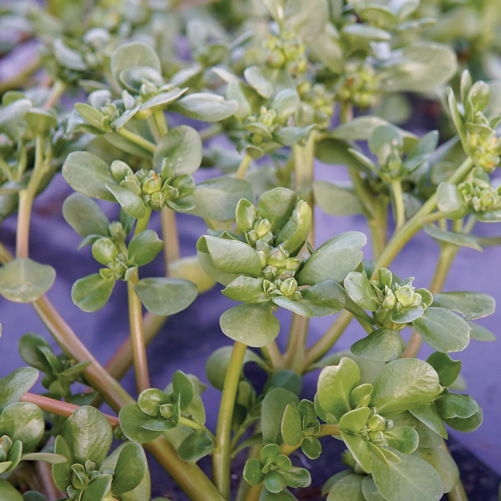 Golden Purslane - Image 2