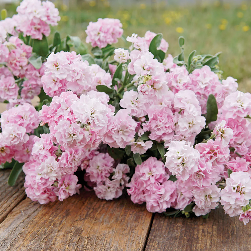 Quartet Cherry Blossom Stock
