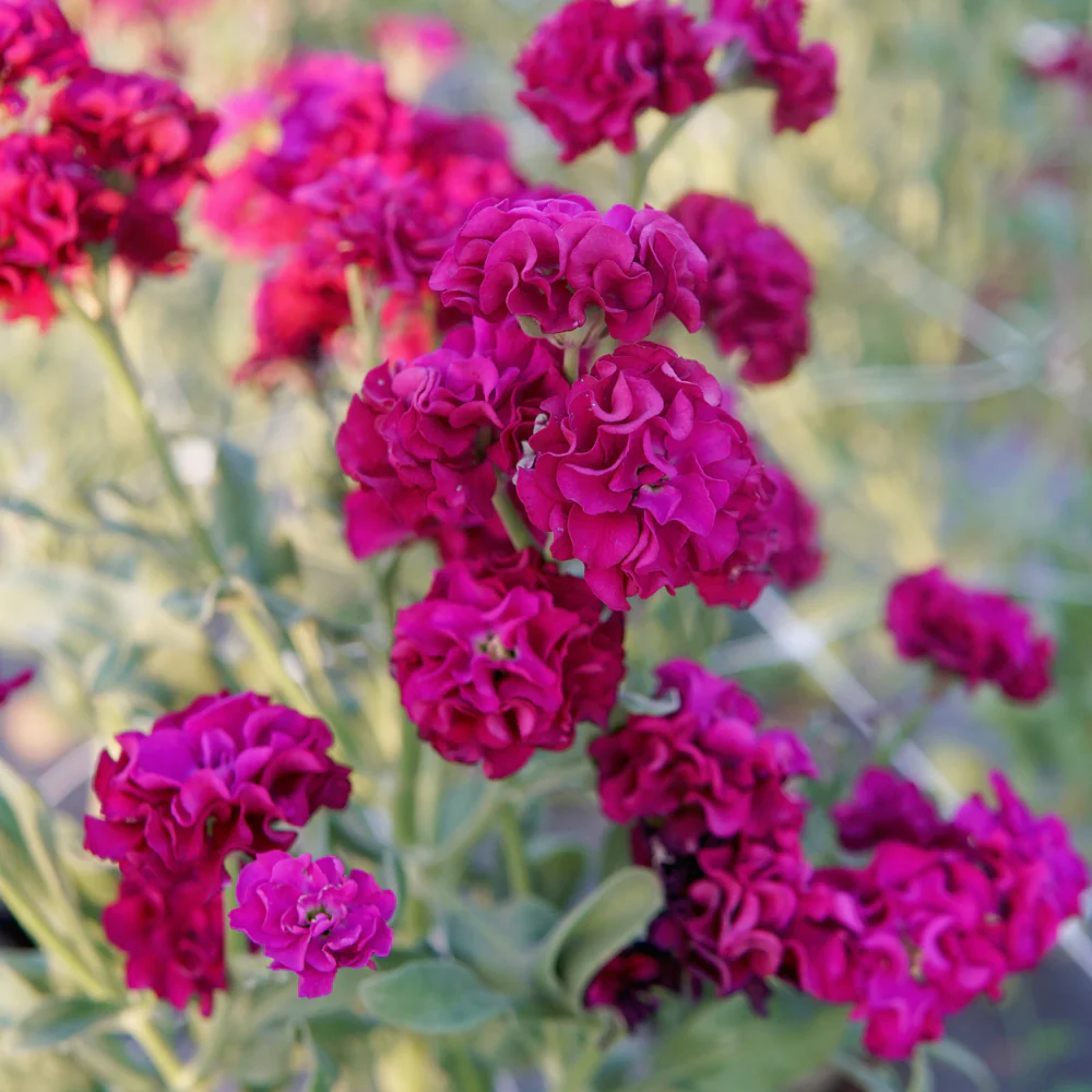 Quartet Purple Stock - Image 2