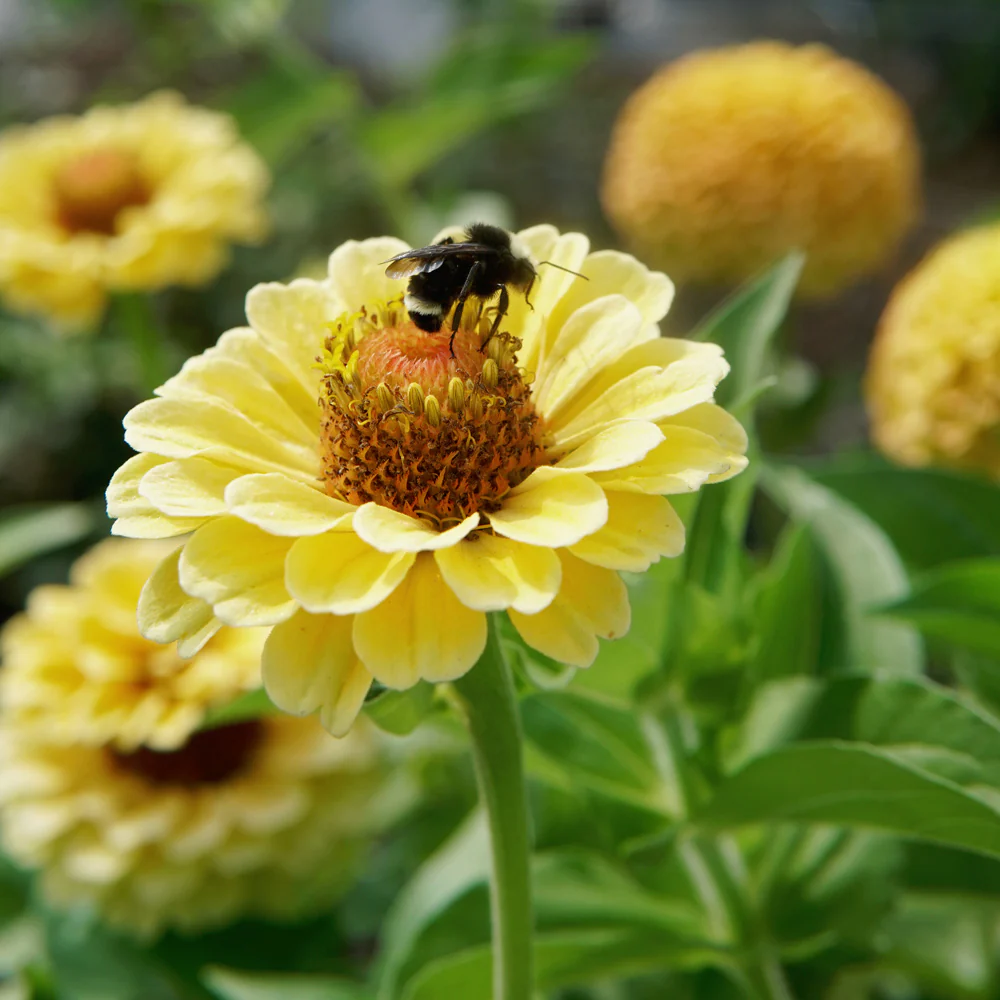 Queen Lemon Peach Zinnia - Image 3