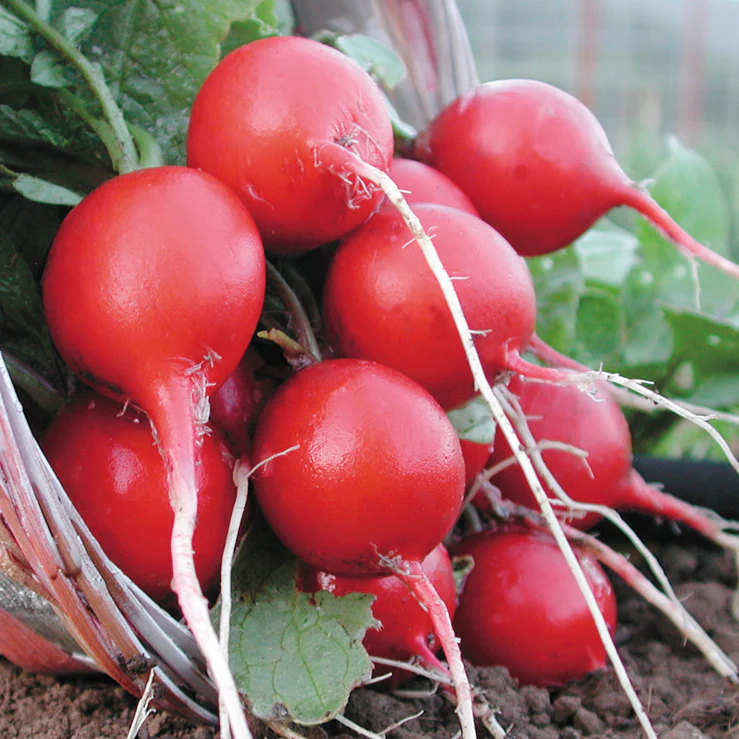 Cherry Belle Radish - Image 2