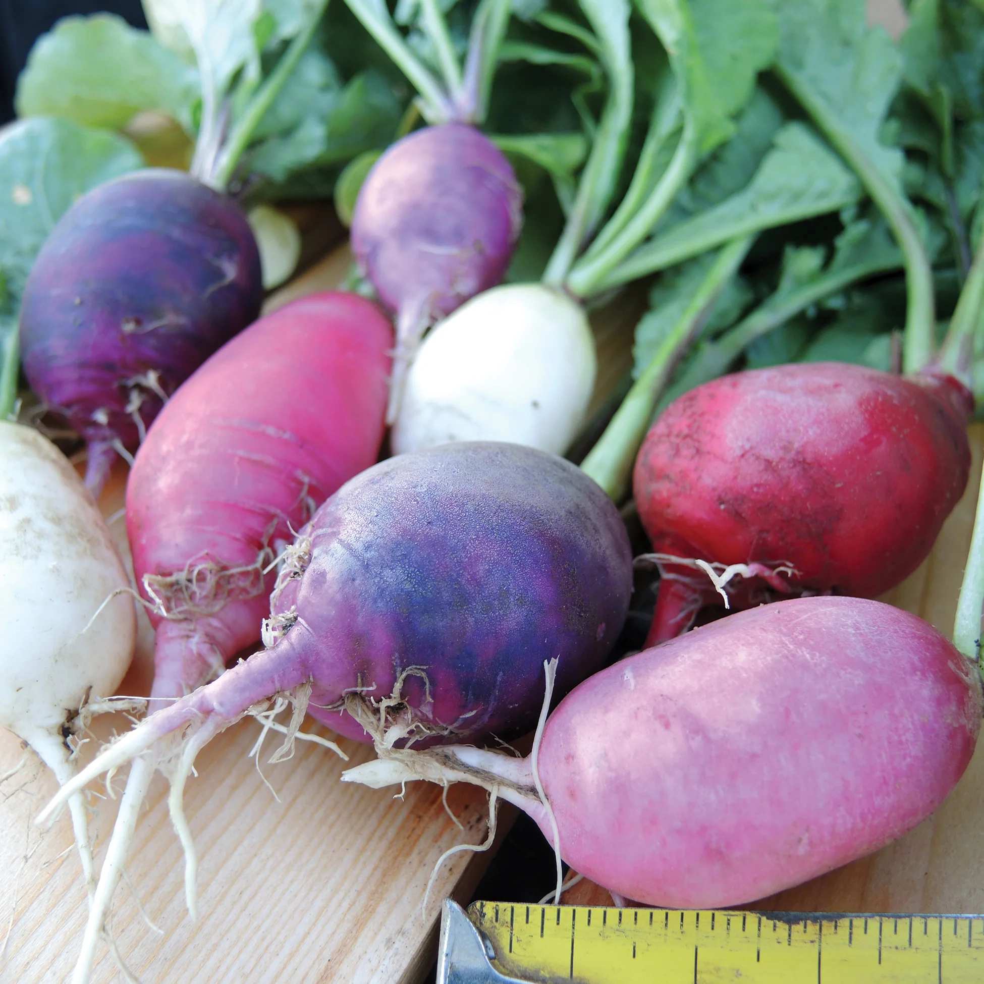 Easter Egg II Radish - Image 2