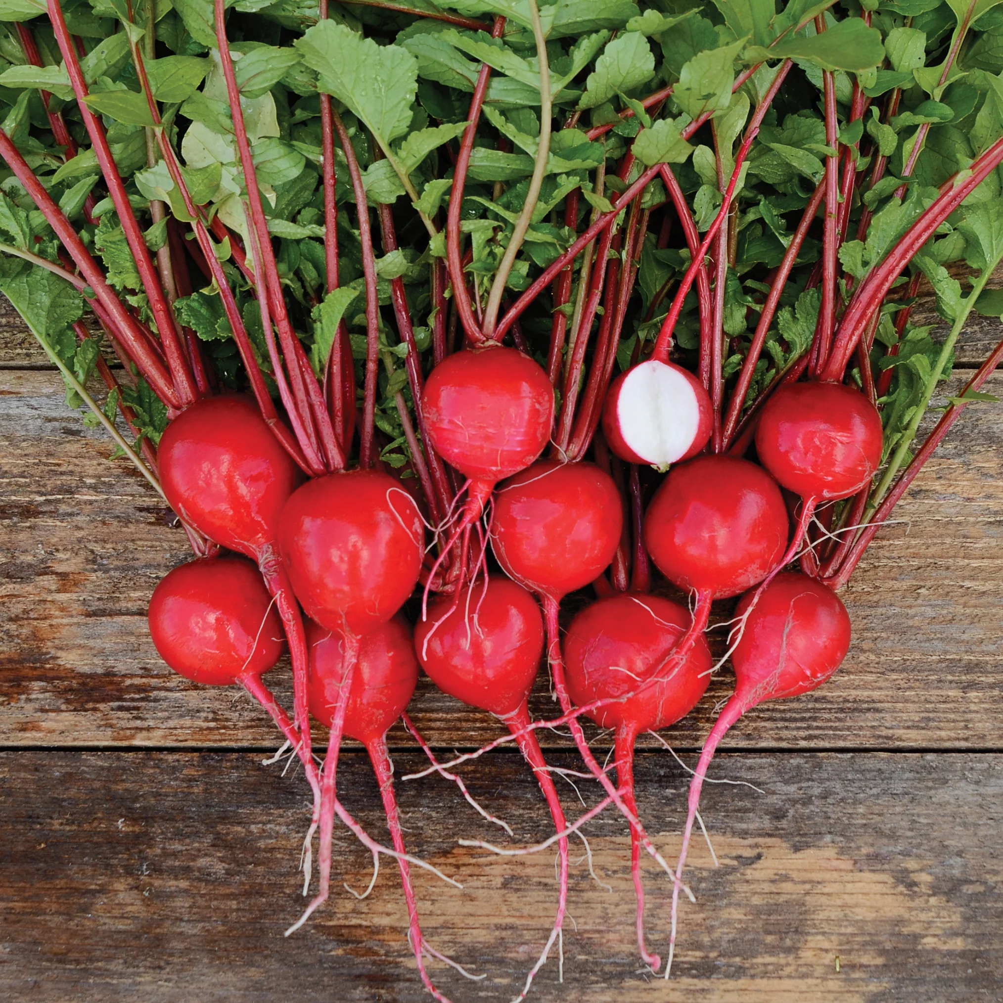 Nile Radish
