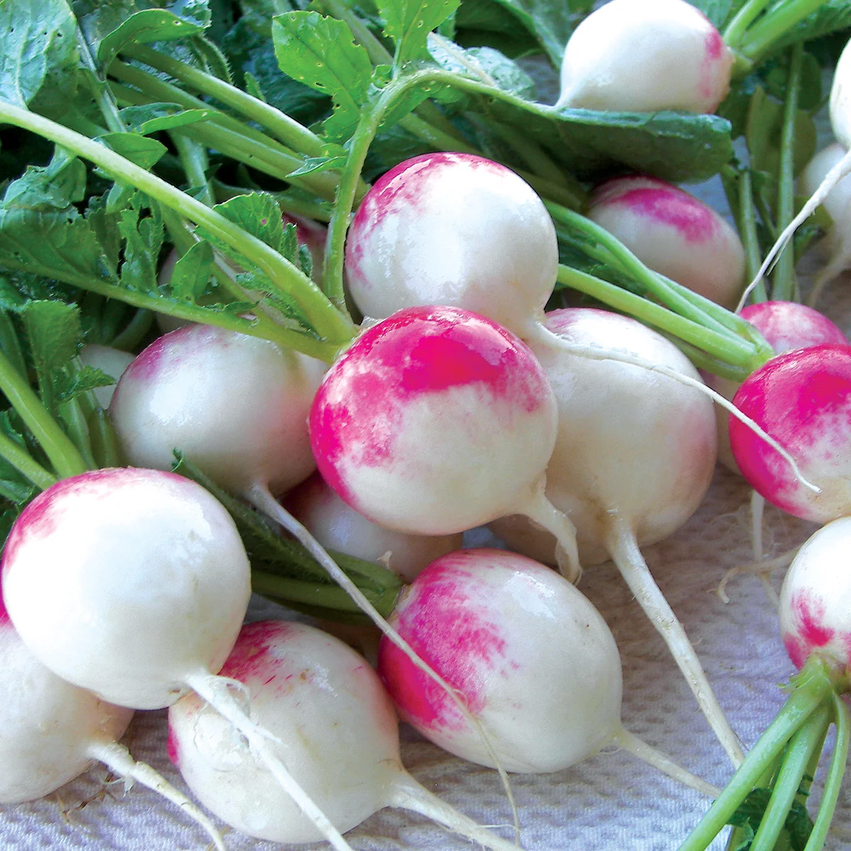 Red Head Radish