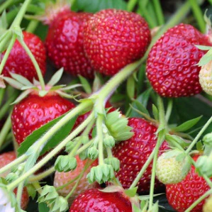 Raspyberry Strawberry Plant - Image 2
