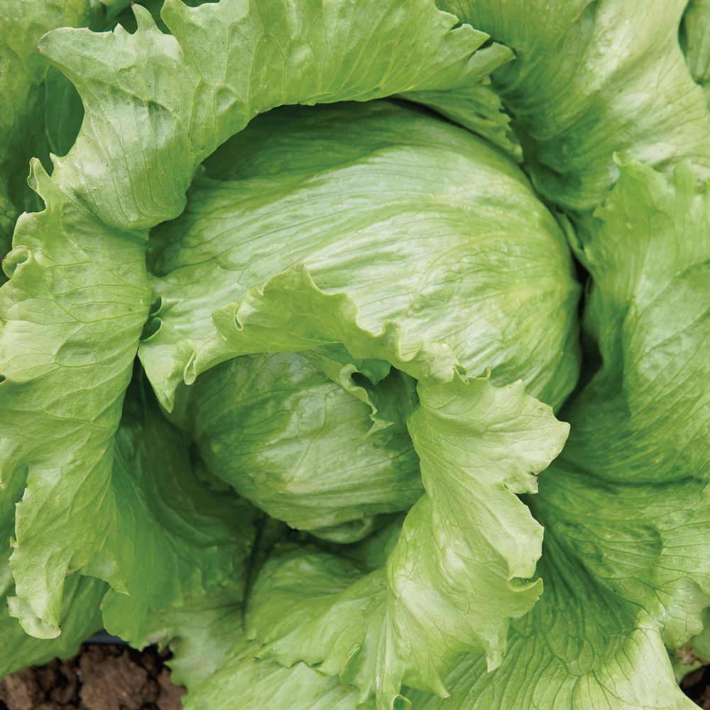 Regency 2.0 Lettuce
