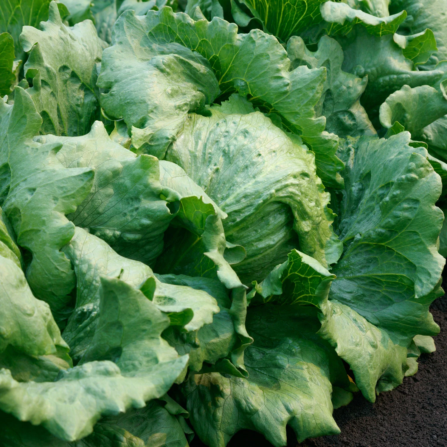 Regency 3.0 Lettuce