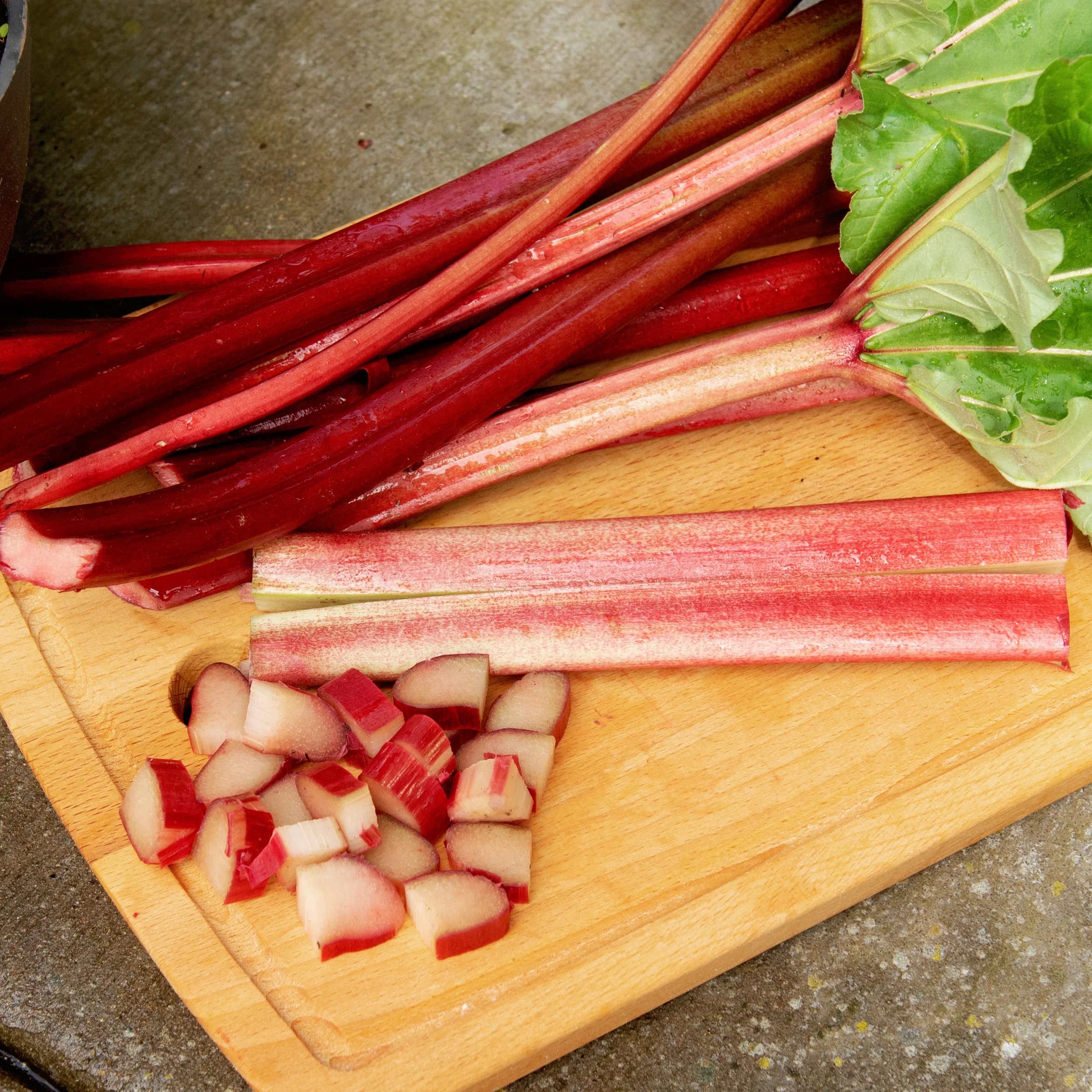 Crimson Red Rhubarb Root