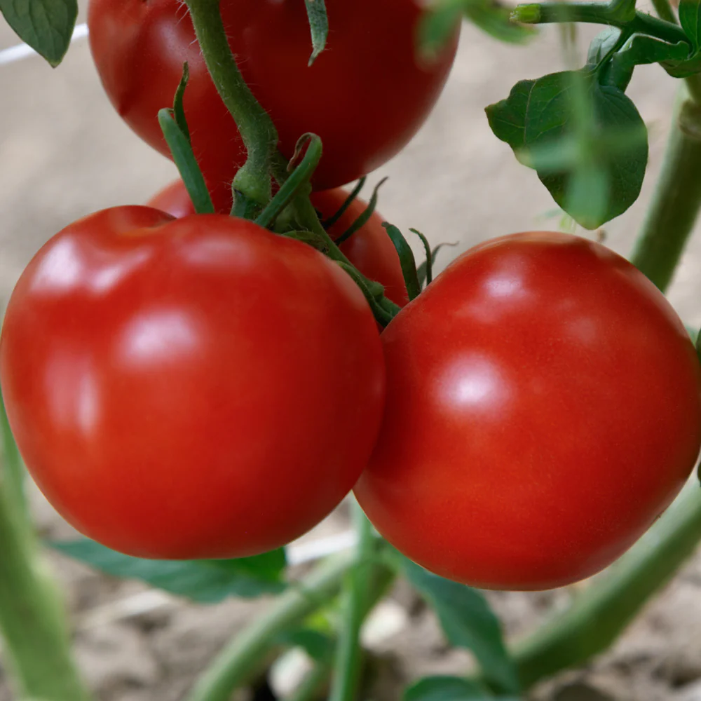 Rubee Dawn Tomato - Image 5