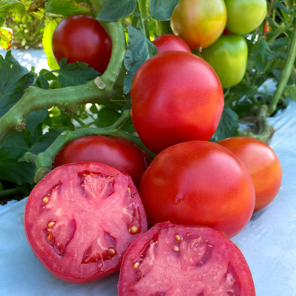 Rubee Dawn Tomato - Image 6