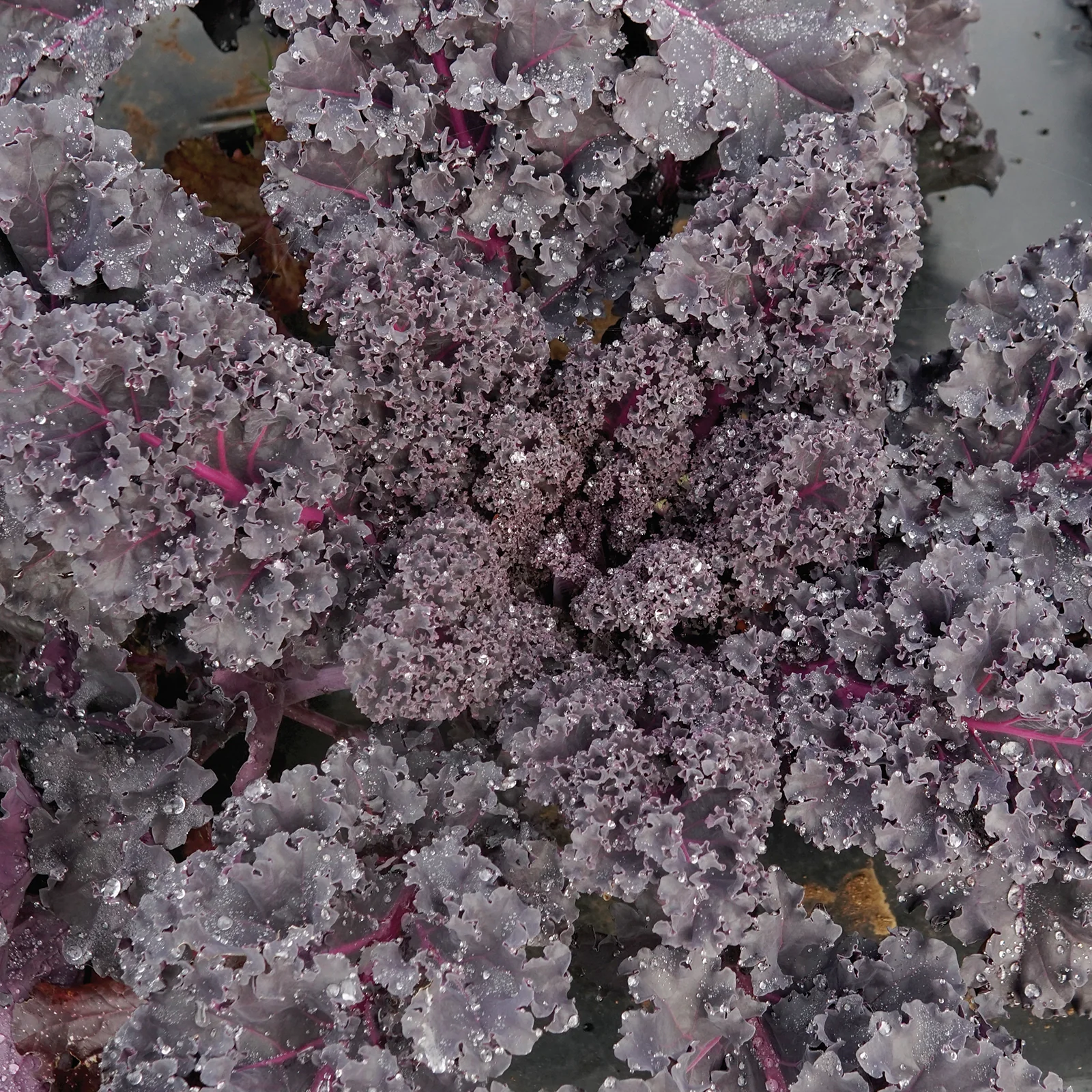 Rubybor Kale - Image 3