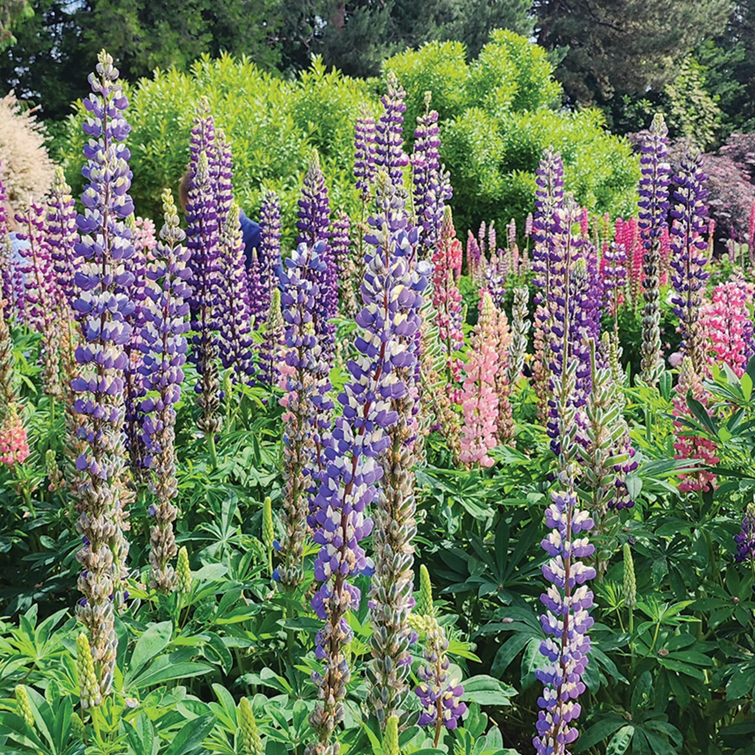 Russell Mix Lupine