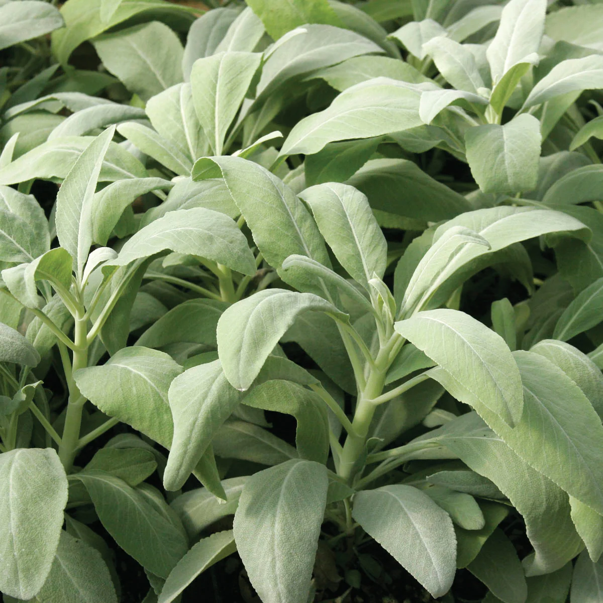 Smudge Sage