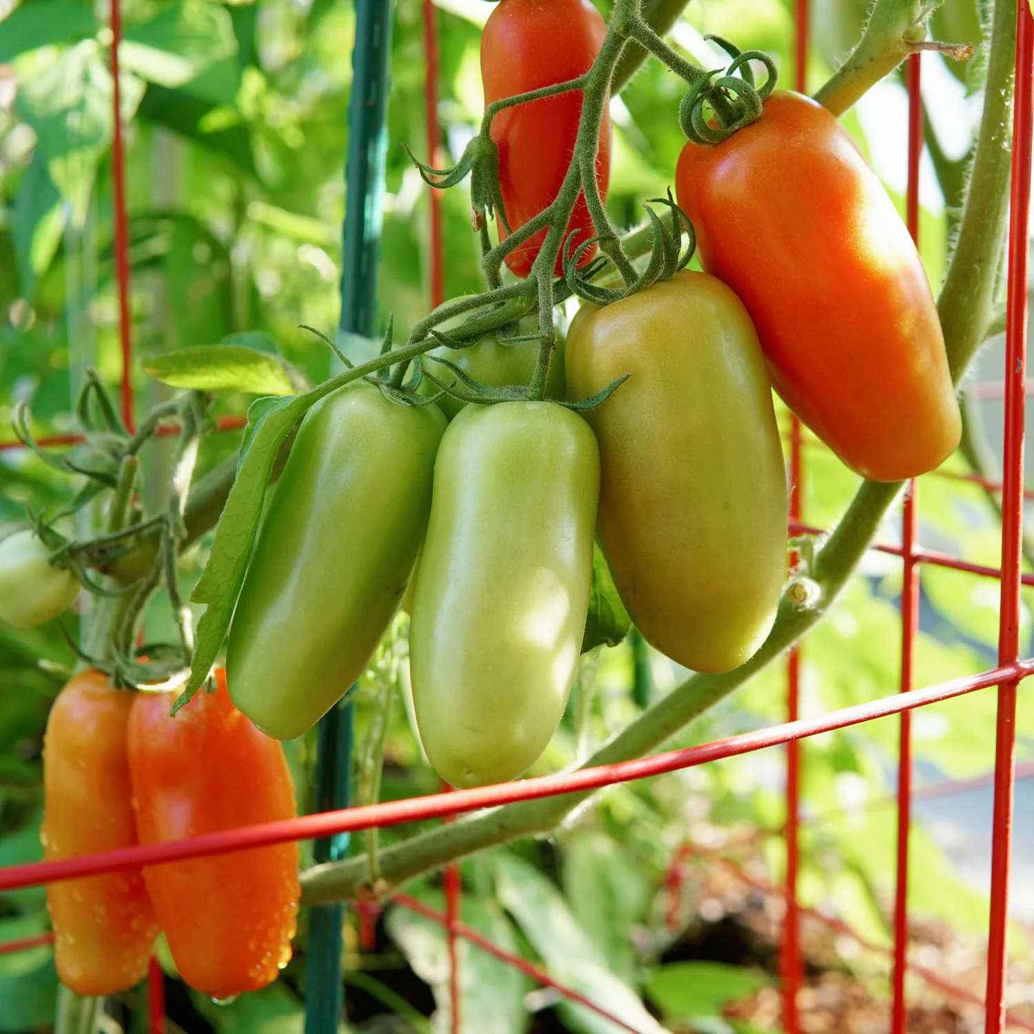 Pomodoro Squisito Tomato - Image 2