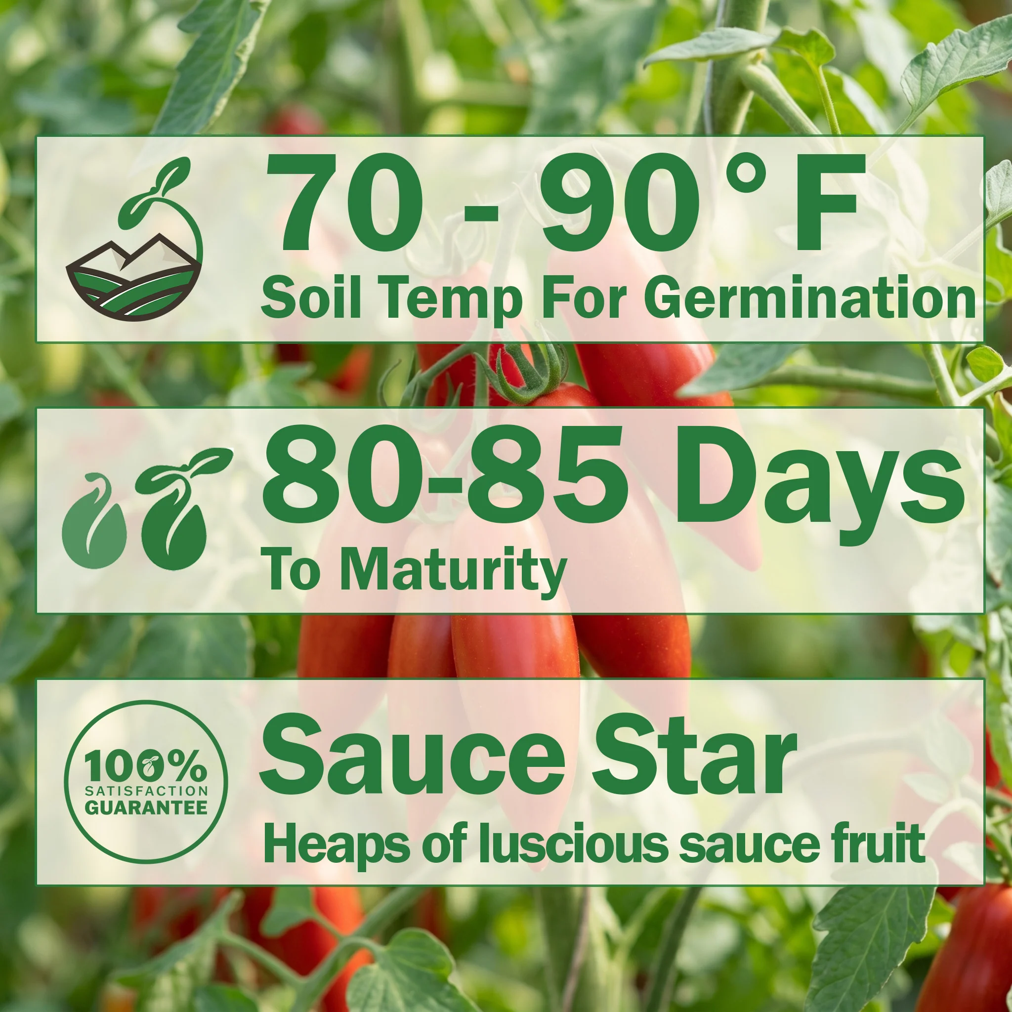 Pomodoro Squisito Tomato - Image 3