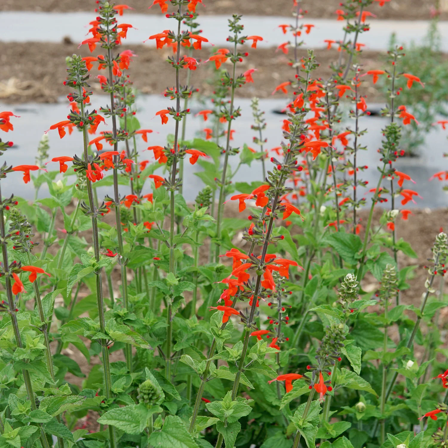 Scarlet Sage Salvia - Image 3