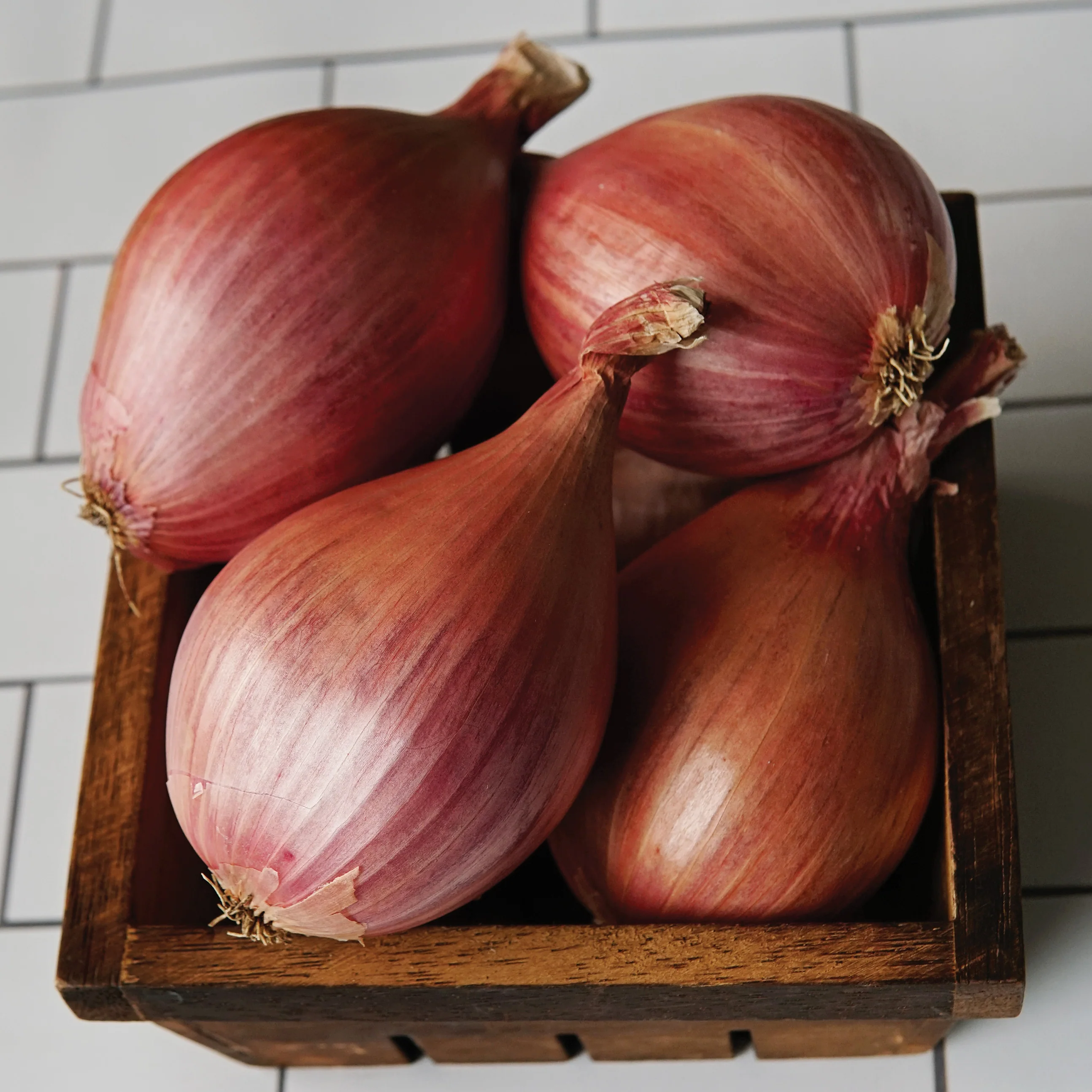 Davidor Shallot