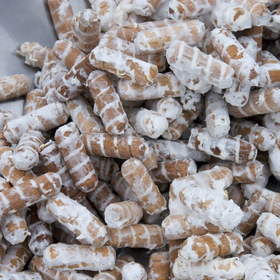 Shiitake Mushroom Plug Spawn