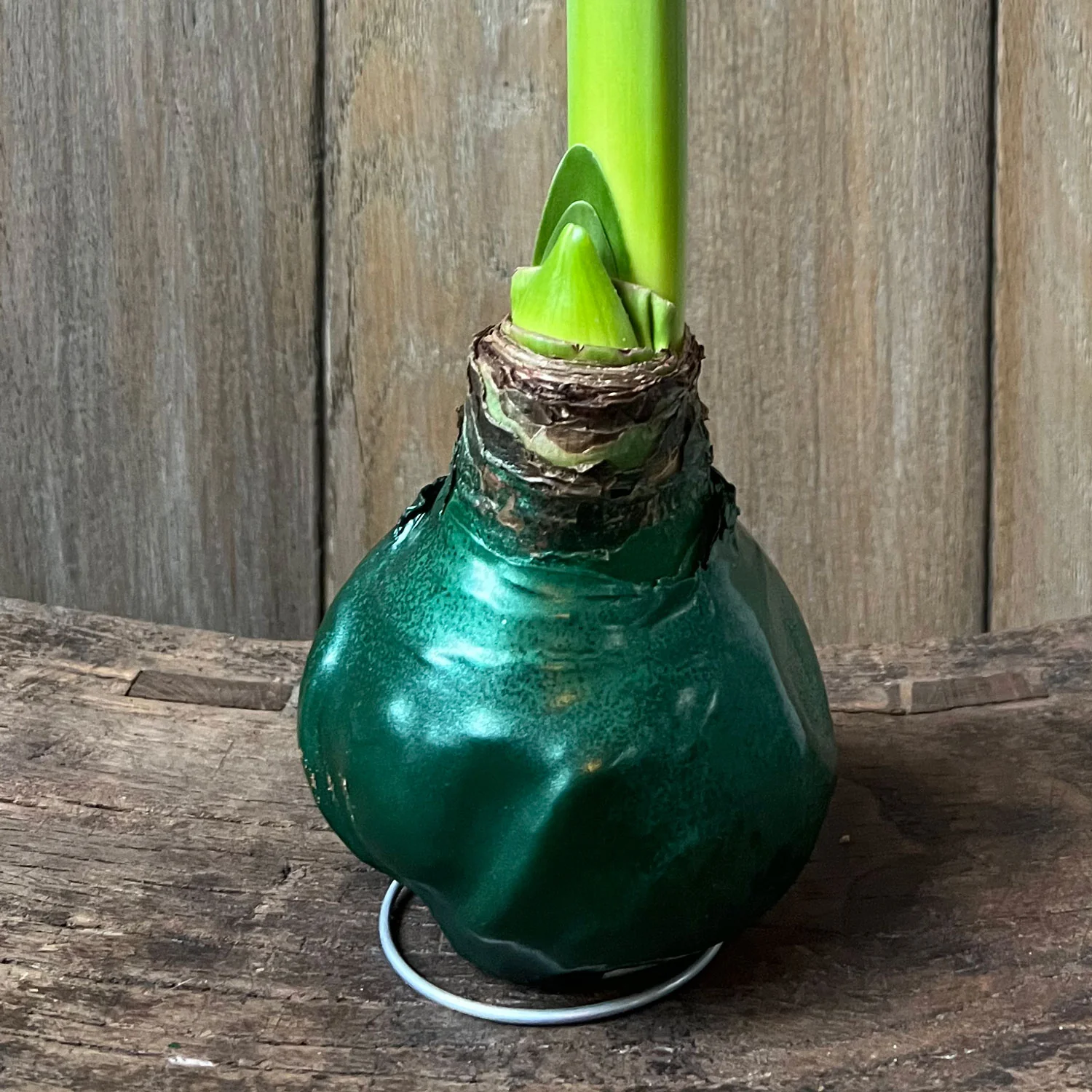 Shiny Wax Amaryllis - Image 2